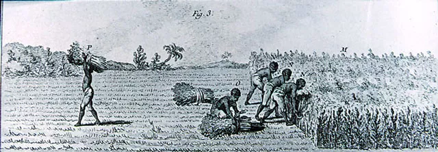 Рабы, работающие на плантации по выращиванию индиго